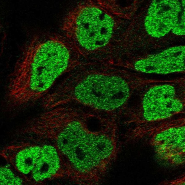 OFCC1 Antibody in Immunocytochemistry (ICC/IF)