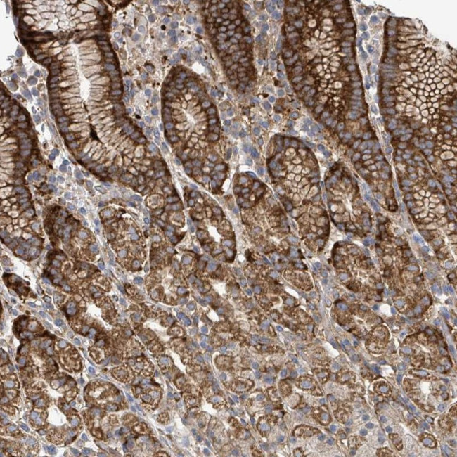 EGFL7 Antibody in Immunohistochemistry (Paraffin) (IHC (P))