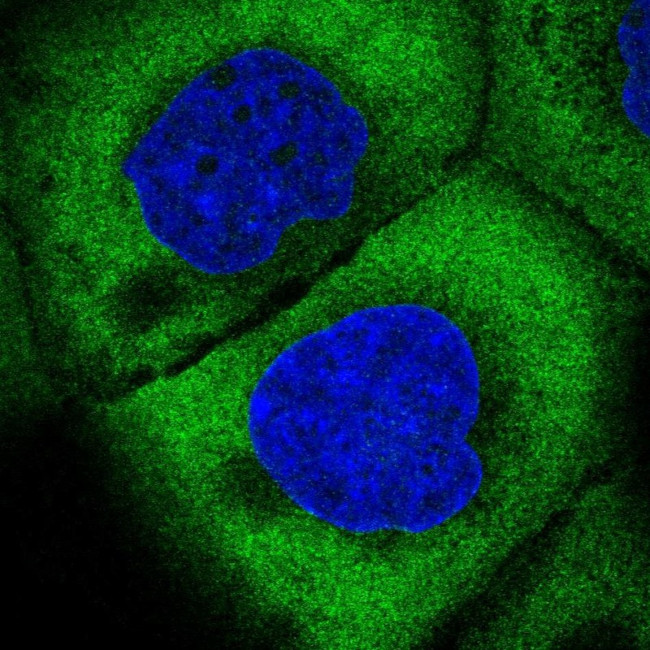 eIF3j Antibody in Immunocytochemistry (ICC/IF)