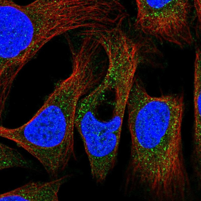 PEX19 Antibody in Immunocytochemistry (ICC/IF)