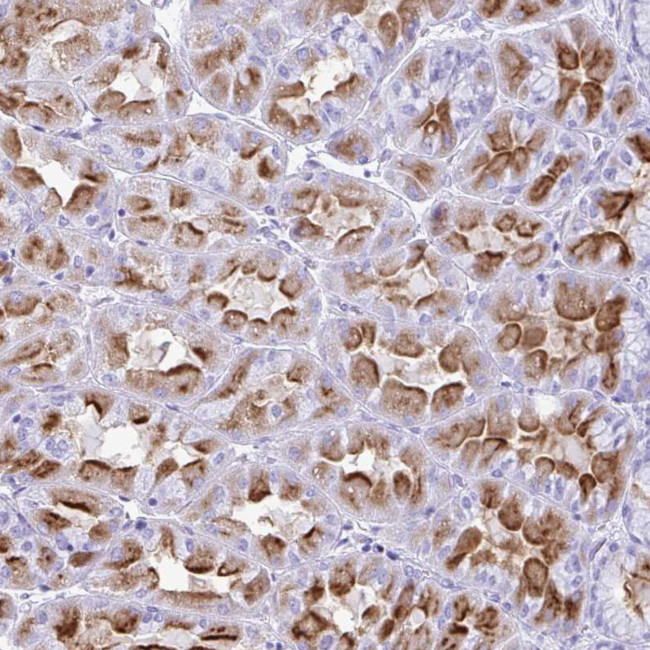 ATP4B Antibody in Immunohistochemistry (Paraffin) (IHC (P))