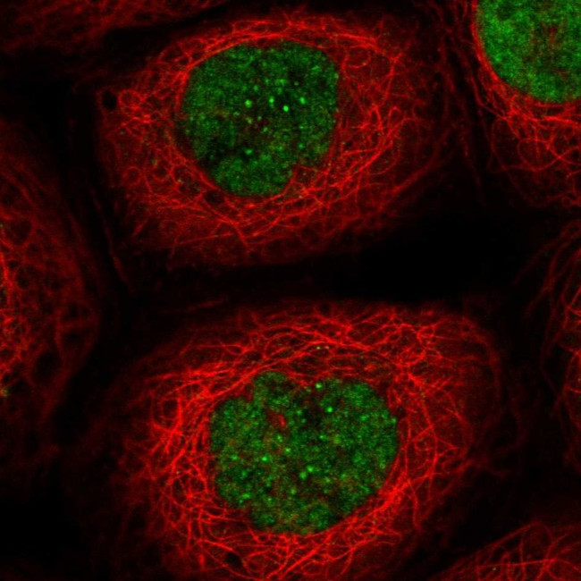 EXO1 Antibody in Immunocytochemistry (ICC/IF)