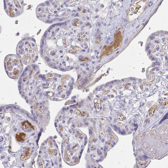 Complement Factor H Antibody in Immunohistochemistry (Paraffin) (IHC (P))