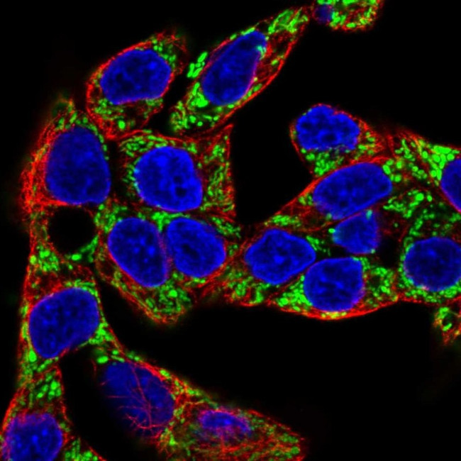 PCK2 Antibody in Immunocytochemistry (ICC/IF)