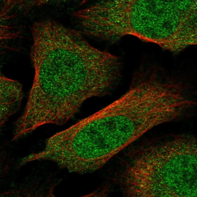 KPNA1 Antibody in Immunocytochemistry (ICC/IF)