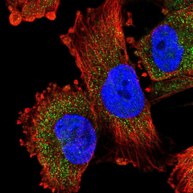 KPNA5 Antibody in Immunocytochemistry (ICC/IF)