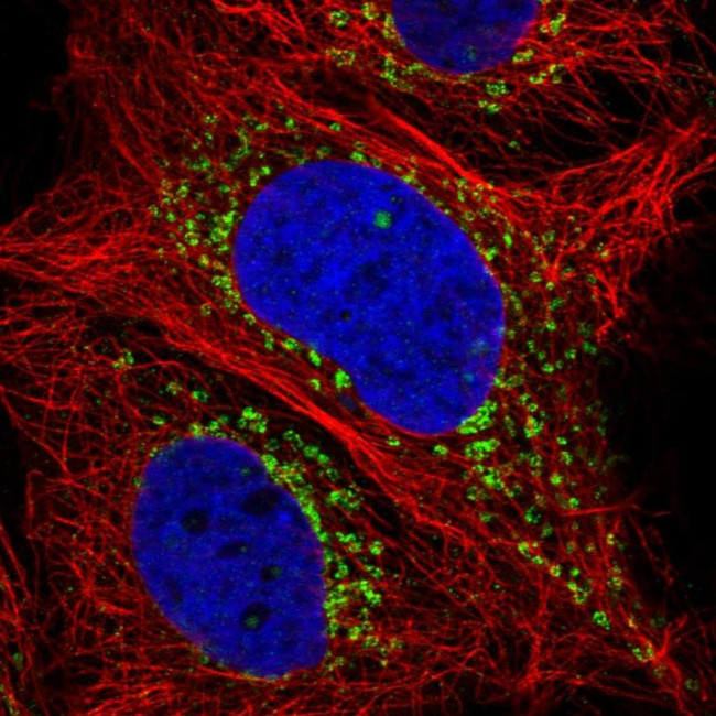 CD205 Antibody in Immunocytochemistry (ICC/IF)