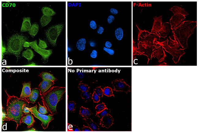 B7-H4 Antibody in Immunocytochemistry (ICC/IF)