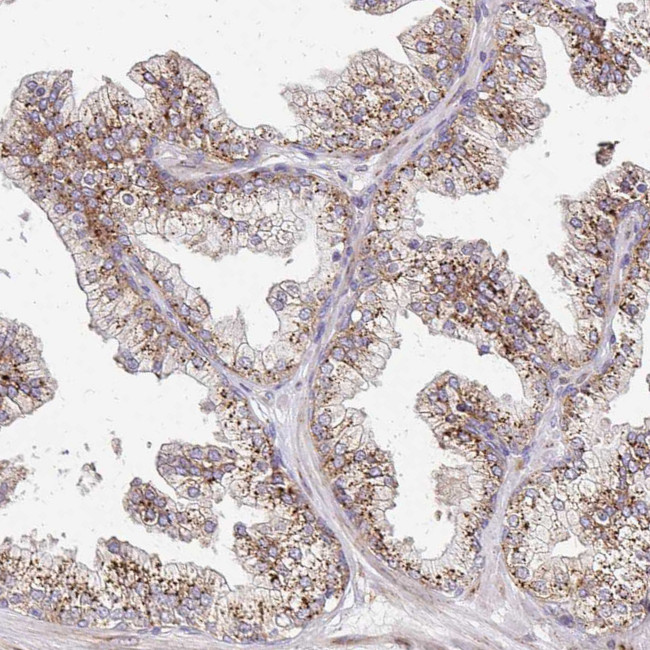 IDUA Antibody in Immunohistochemistry (Paraffin) (IHC (P))