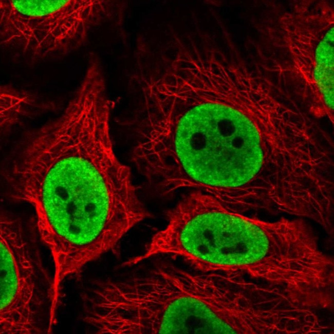 NONO Antibody in Immunocytochemistry (ICC/IF)