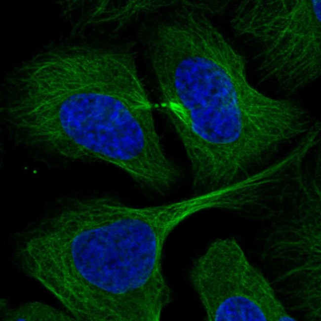 RABIF Antibody in Immunocytochemistry (ICC/IF)