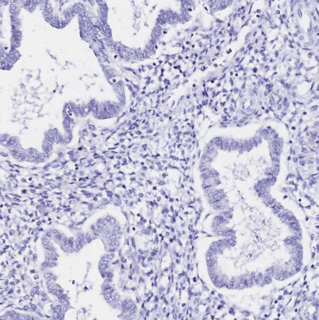 SGLT1 Antibody in Immunohistochemistry (Paraffin) (IHC (P))