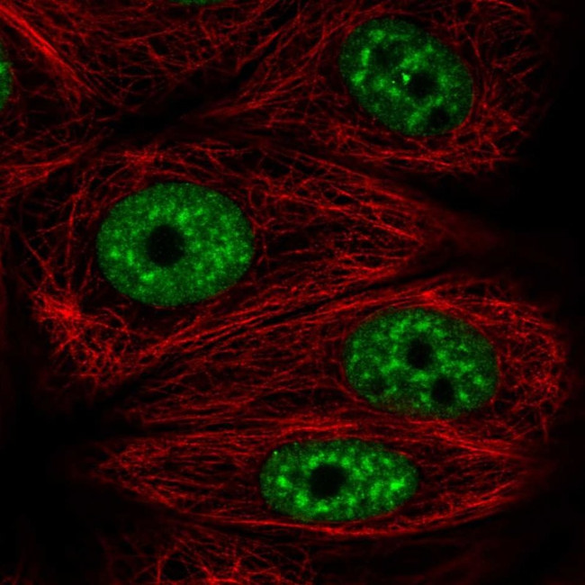 UAP56 Antibody in Immunocytochemistry (ICC/IF)