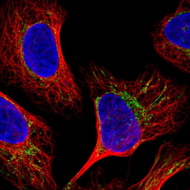 BRP44L Antibody in Immunocytochemistry (ICC/IF)