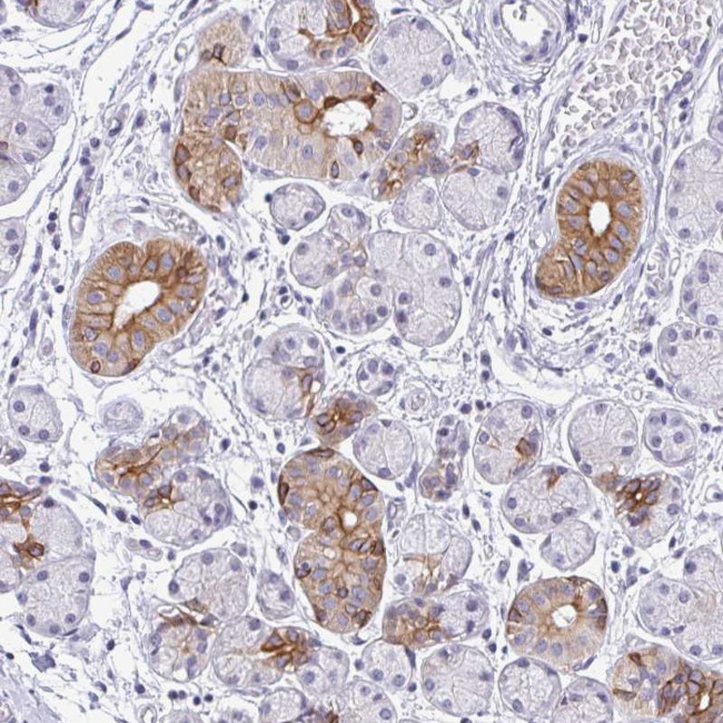 RGS16 Antibody in Immunohistochemistry (Paraffin) (IHC (P))