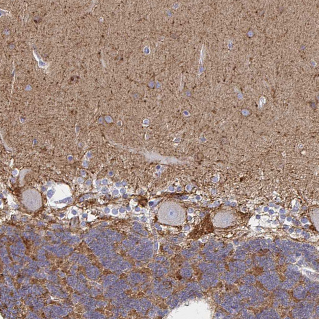 ATP1A3 Antibody in Immunohistochemistry (Paraffin) (IHC (P))