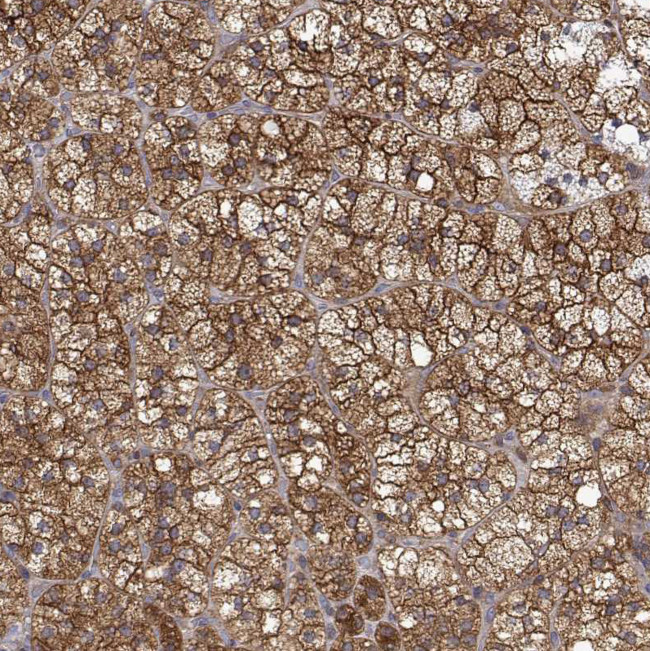 PACSIN2 Antibody in Immunohistochemistry (Paraffin) (IHC (P))