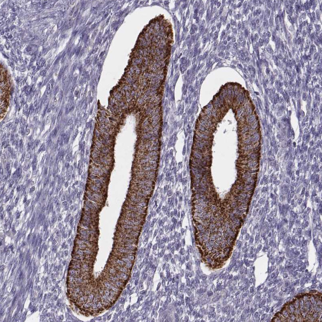 KMO Antibody in Immunohistochemistry (Paraffin) (IHC (P))