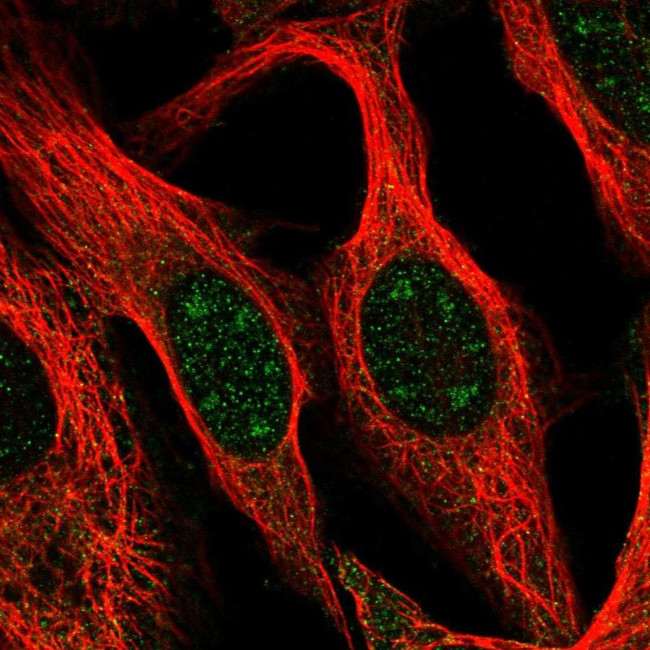 BCAS3 Antibody in Immunocytochemistry (ICC/IF)