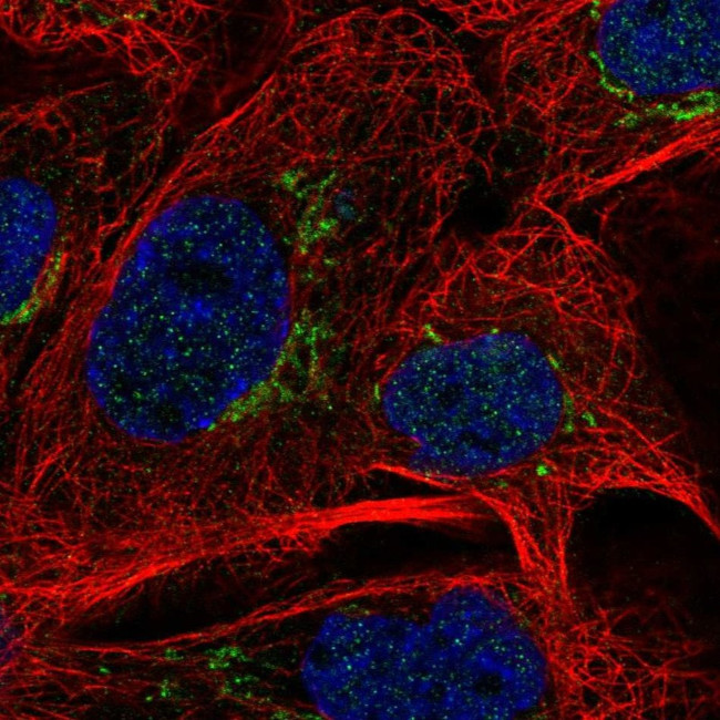 MAN1A2 Antibody in Immunocytochemistry (ICC/IF)