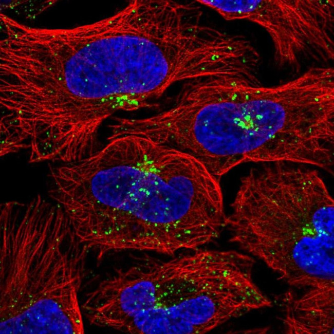 VPS26A Antibody in Immunocytochemistry (ICC/IF)