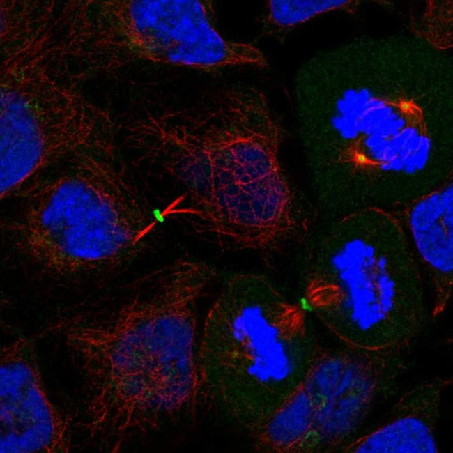 DVL3 Antibody in Immunocytochemistry (ICC/IF)