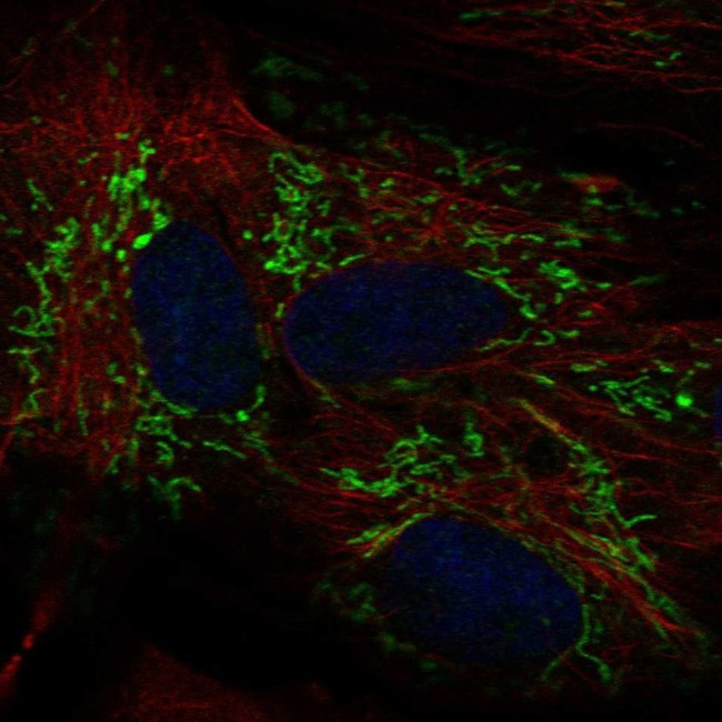 ALDH1L2 Antibody in Immunocytochemistry (ICC/IF)