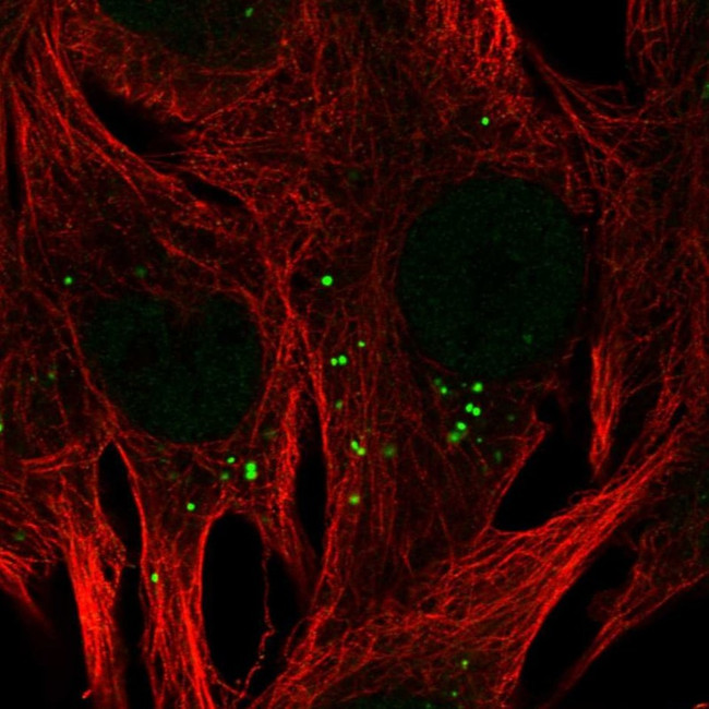 CAPS1 Antibody in Immunocytochemistry (ICC/IF)