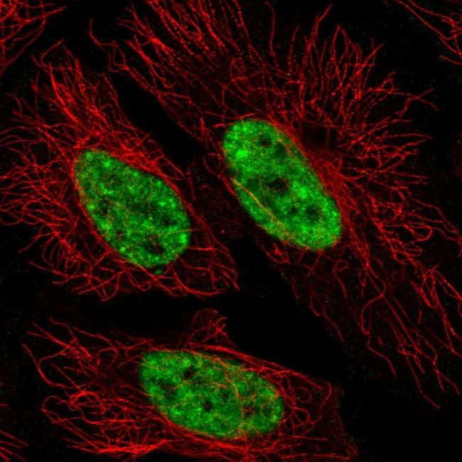 SFRS12 Antibody in Immunocytochemistry (ICC/IF)