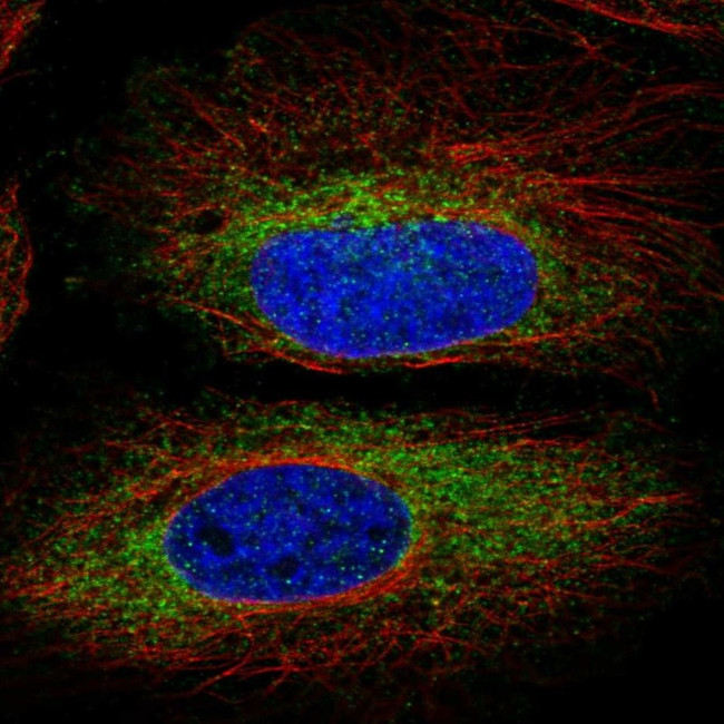 MYO19 Antibody in Immunocytochemistry (ICC/IF)