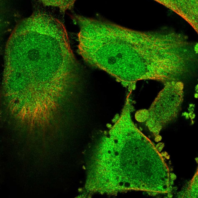 GLO1 Antibody in Immunocytochemistry (ICC/IF)