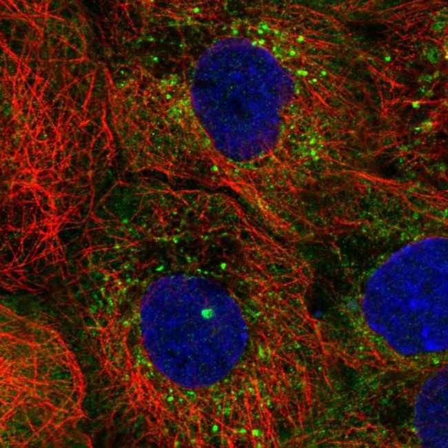 IFIT3 Antibody in Immunocytochemistry (ICC/IF)