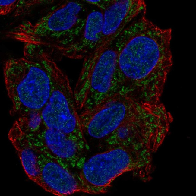 GPAM Antibody in Immunocytochemistry (ICC/IF)