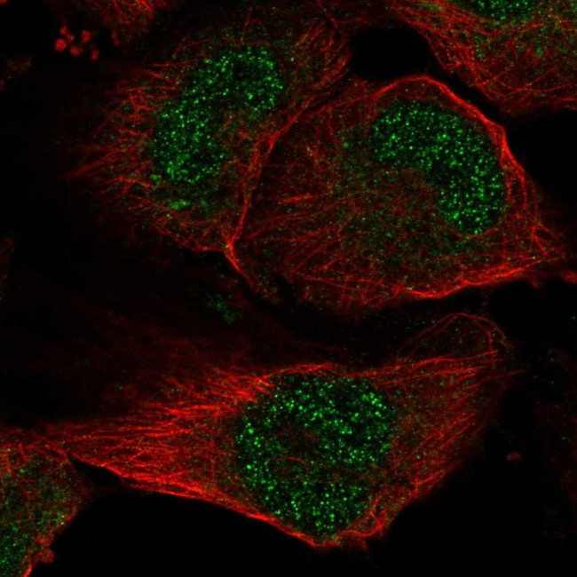 SLC33A1 Antibody in Immunocytochemistry (ICC/IF)