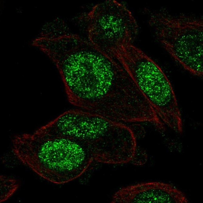 PGAM1 Antibody in Immunocytochemistry (ICC/IF)