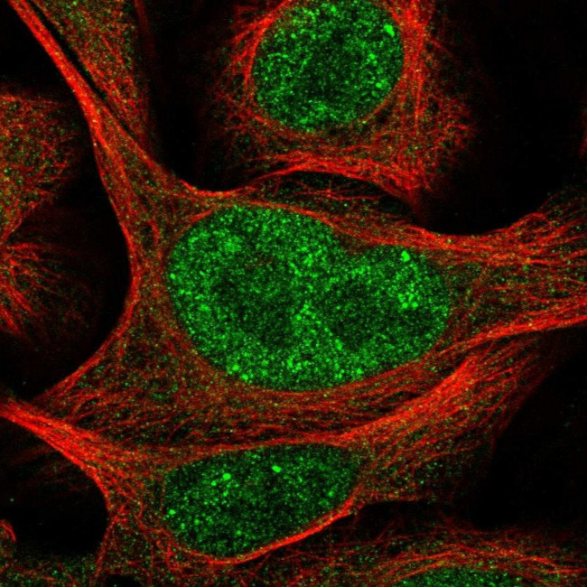 POLR3D Antibody in Immunocytochemistry (ICC/IF)