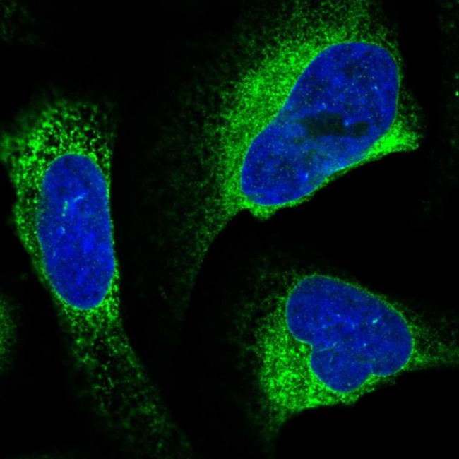 GANAB Antibody in Immunocytochemistry (ICC/IF)