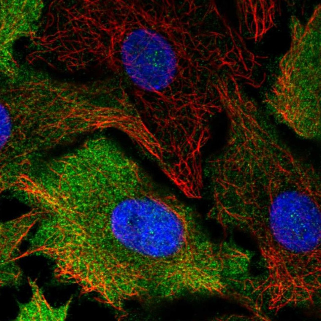 Cyclin B1 Antibody in Immunocytochemistry (ICC/IF)