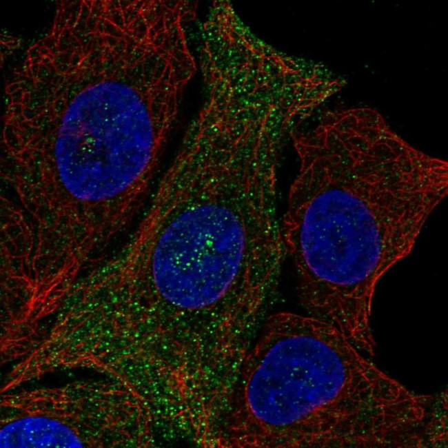 PQLC3 Antibody in Immunocytochemistry (ICC/IF)