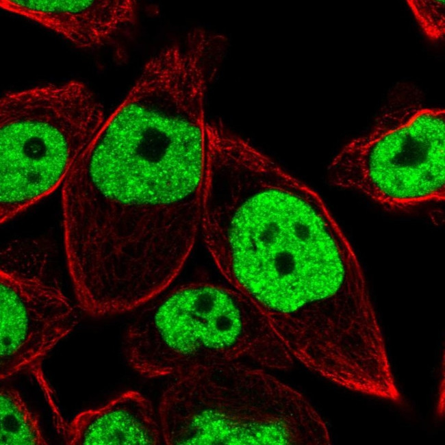 BRD4 Antibody in Immunocytochemistry (ICC/IF)