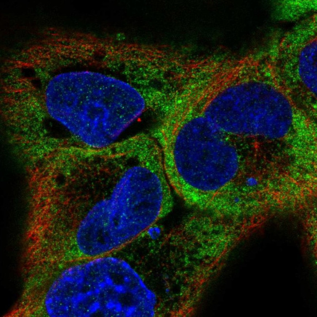 RBMS1 Antibody in Immunocytochemistry (ICC/IF)