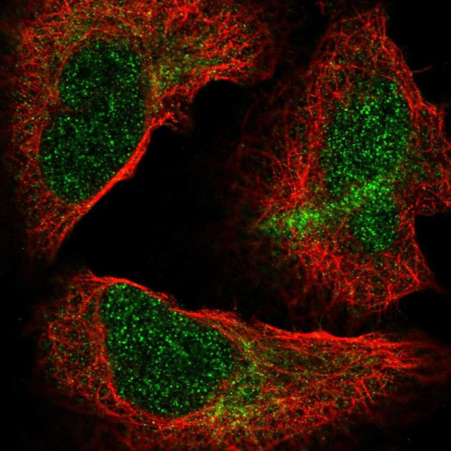 NUP85 Antibody in Immunocytochemistry (ICC/IF)