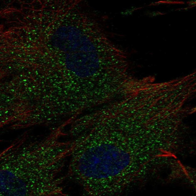 RC3H2 Antibody in Immunocytochemistry (ICC/IF)