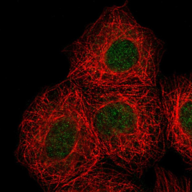 DOK7 Antibody in Immunocytochemistry (ICC/IF)