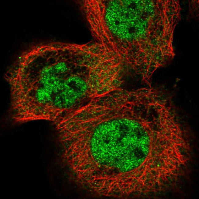 ELAVL2 Antibody in Immunocytochemistry (ICC/IF)