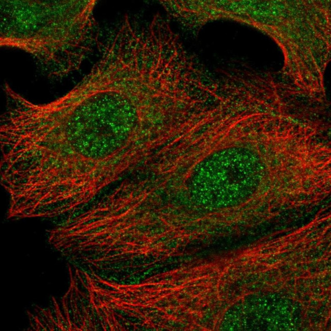 Prominin 2 Antibody in Immunocytochemistry (ICC/IF)