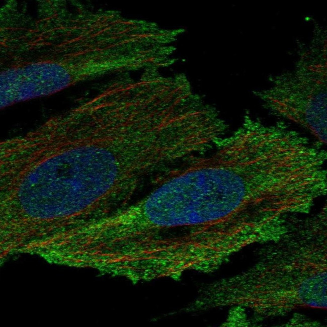 HCK Antibody in Immunocytochemistry (ICC/IF)