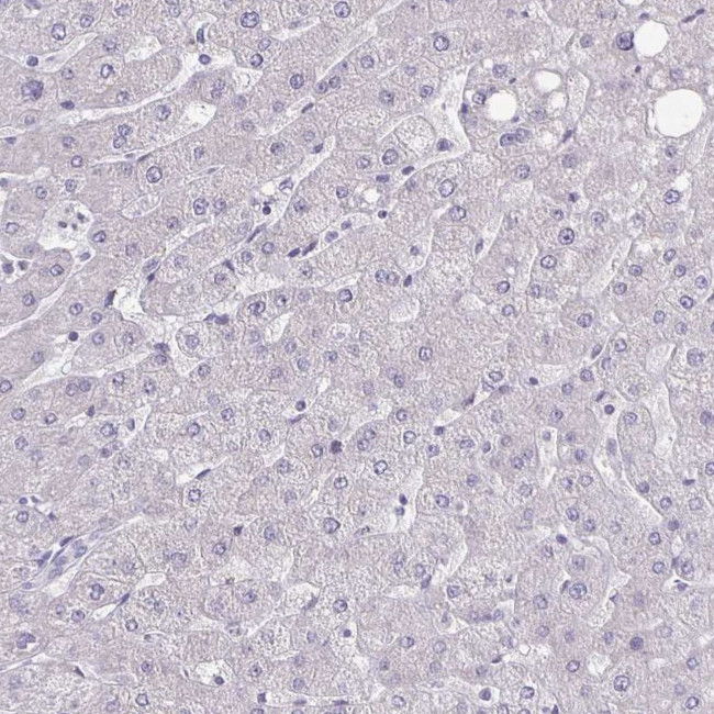 SEPT5 Antibody in Immunohistochemistry (Paraffin) (IHC (P))