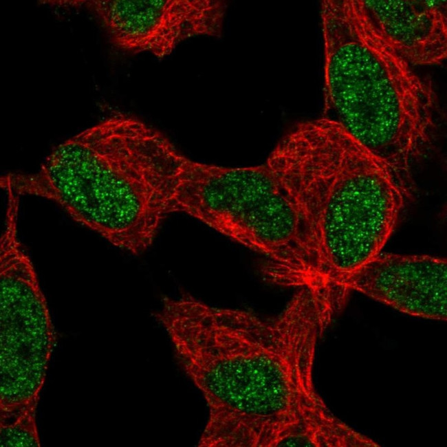 KLF12 Antibody in Immunocytochemistry (ICC/IF)