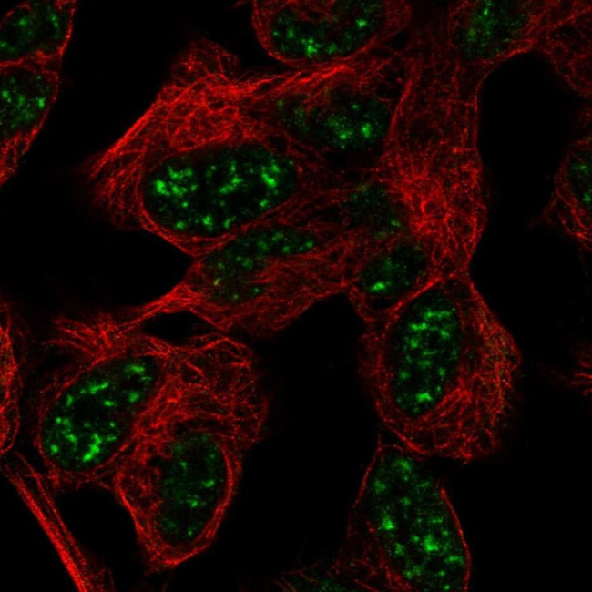 ATXN7L3 Antibody in Immunocytochemistry (ICC/IF)